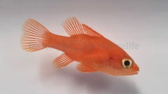 Fowleria flammae