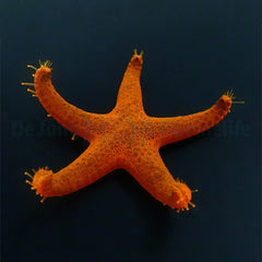 Fromia milleporella