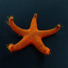 Fromia indica