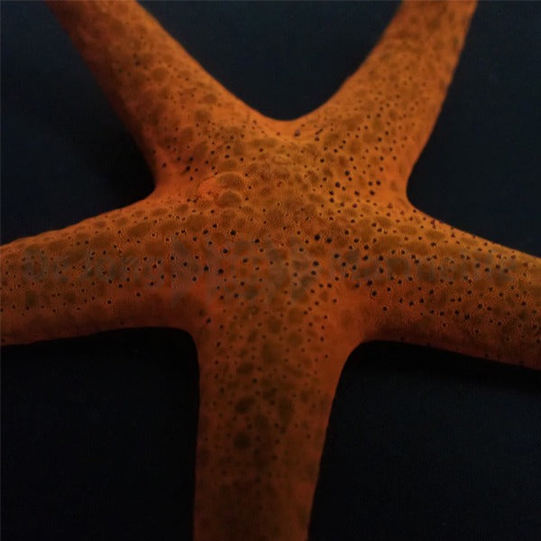 Fromia milleporella