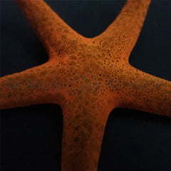 Fromia milleporella