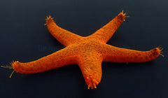Fromia indica