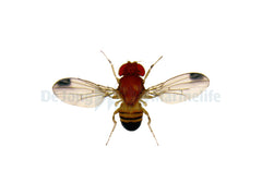 Fruitfly Tub – Small
