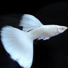 Guppy full platinum albino M ECO