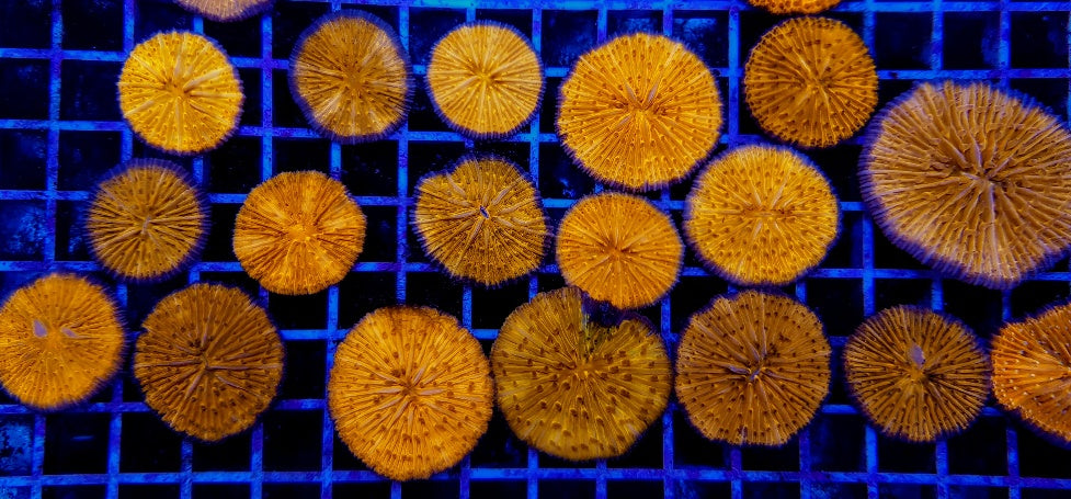 Cycloseris spp. (Orange)