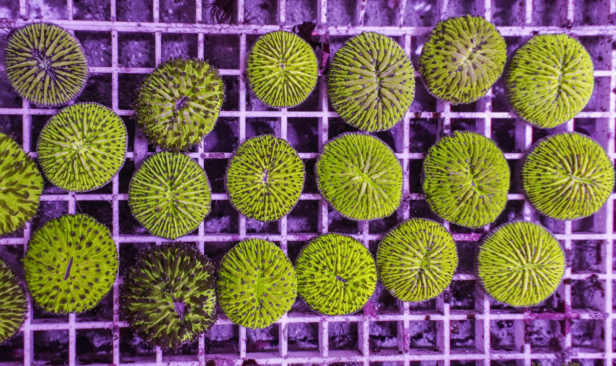 Fungia spp. (Green)