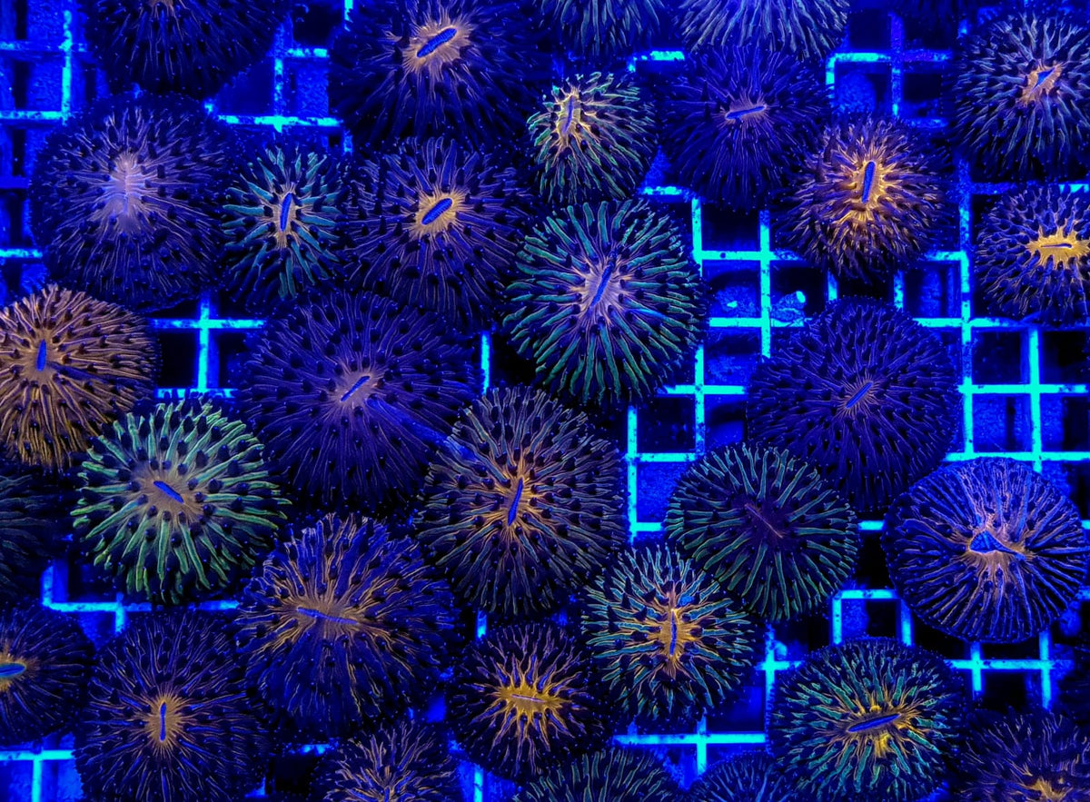 Fungia spp. (Orange)