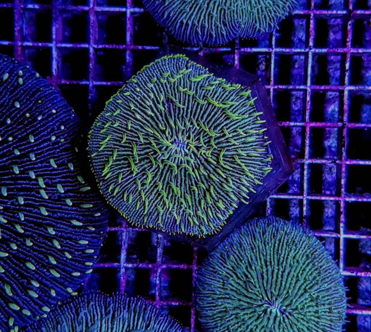 Fungia spp. (Green Edge)