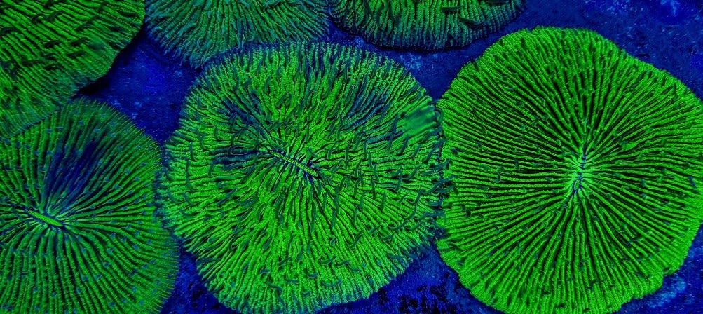 Fungia spp. (Green Edge)