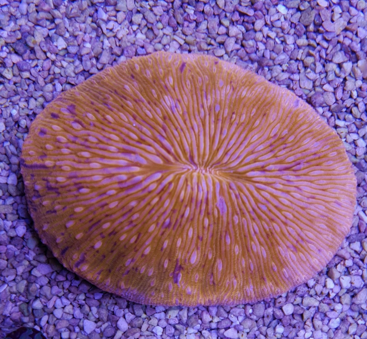 Fungia spp. (Oval Orange)