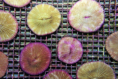 Fungia spp. (Pink Edge)