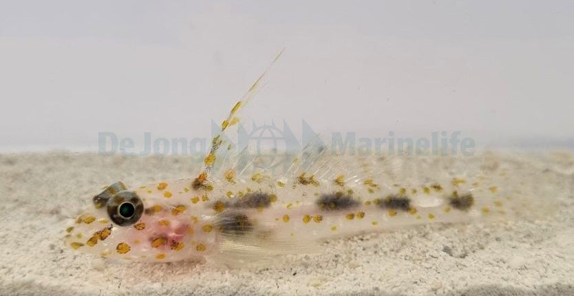 Fusigobius inframaculatus