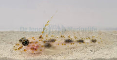 Fusigobius inframaculatus