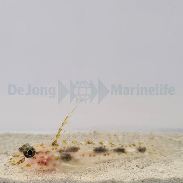 Fusigobius inframaculatus