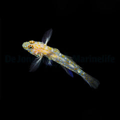 Fusigobius pallidus