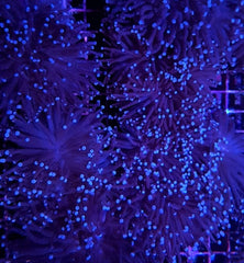 Euphyllia glabrescens (Common)