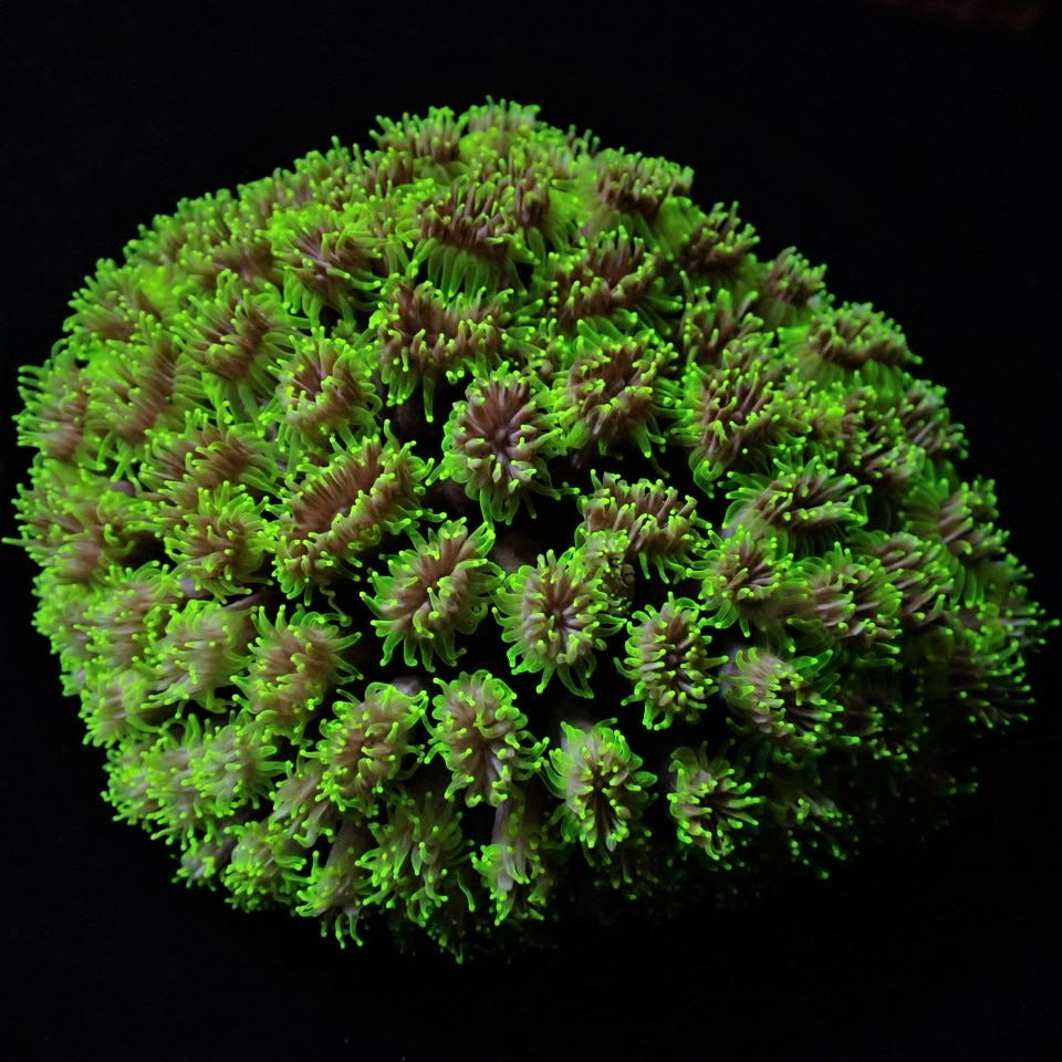 Galaxea spp. (Green)