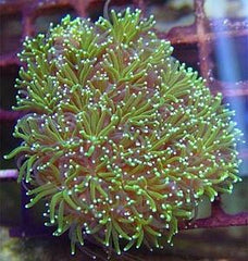 Galaxea spp. (Green) (frag)