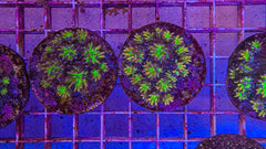 Galaxea spp. (Orange-Rainbow) (frag)