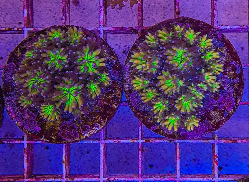 Galaxea spp. (Orange-Rainbow)