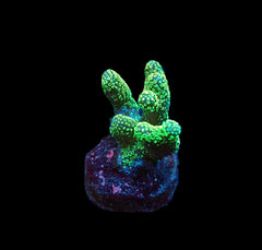 Stylophora pistillata (Green polyp) (frag)