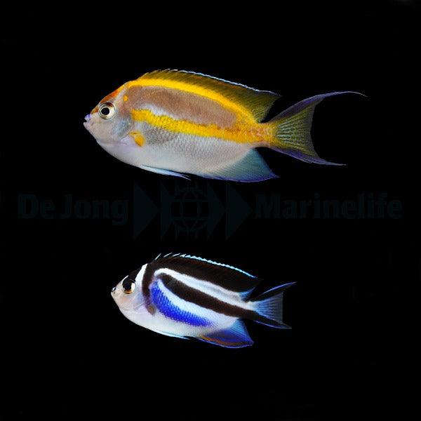 Genicanthus bellus (pair)