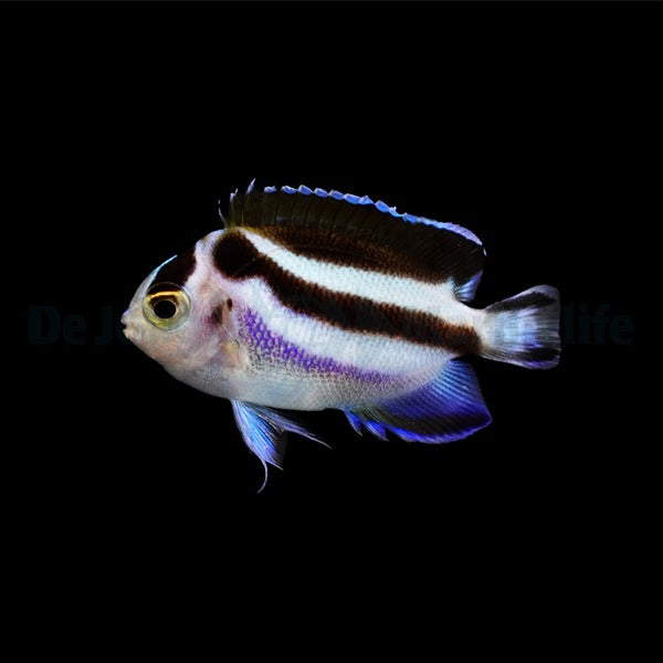 Genicanthus bellus - T.B.