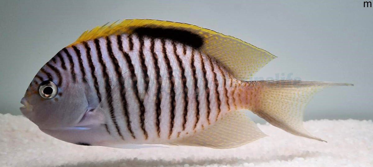 Genicanthus caudovittatus (male)