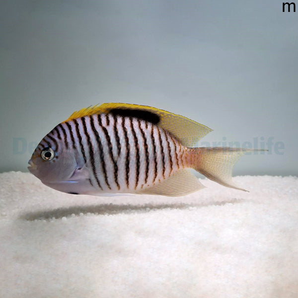 Genicanthus caudovittatus (male)
