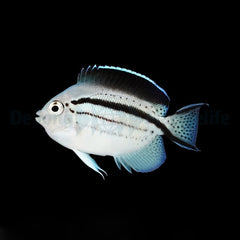 Genicanthus lamarck (female)
