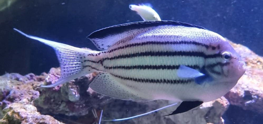 Genicanthus lamarck (male)