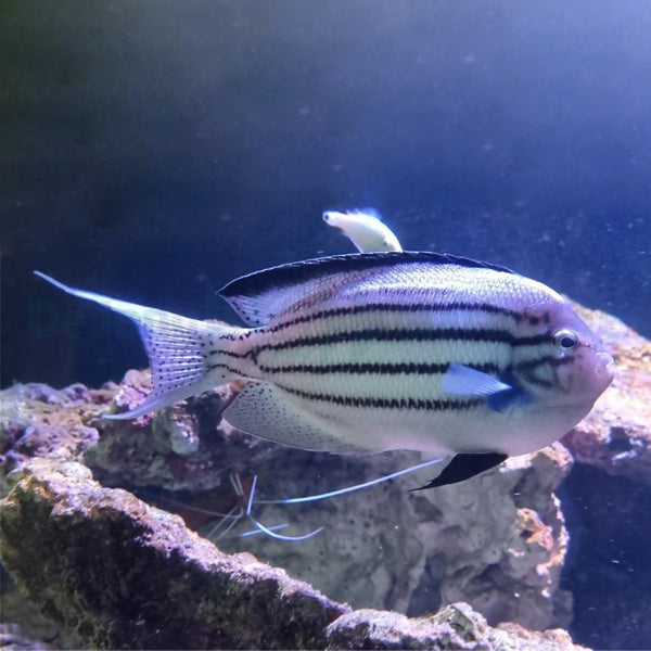 Genicanthus lamarck (male)