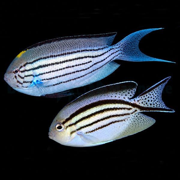 Genicanthus lamarck (pair)
