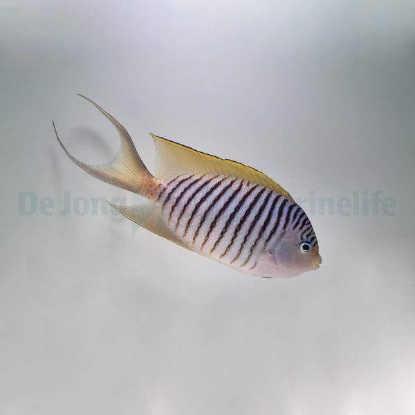 Genicanthus melanospilos (male)