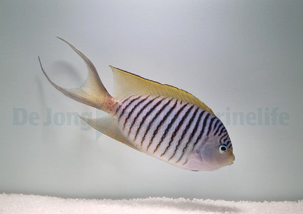 Genicanthus melanospilos (male)