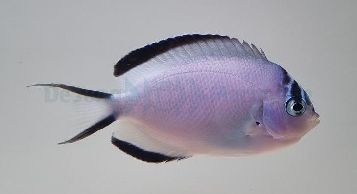 Genicanthus watanabei (female)