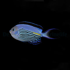 Genicanthus watanabei (male)