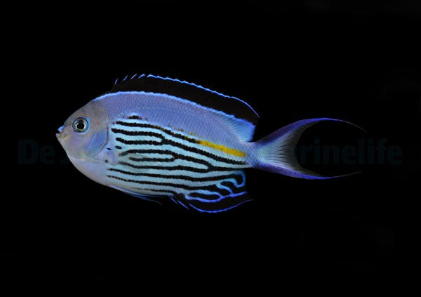 Genicanthus watanabei (male)