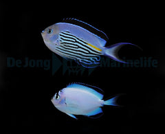 Genicanthus watanabei (pair)