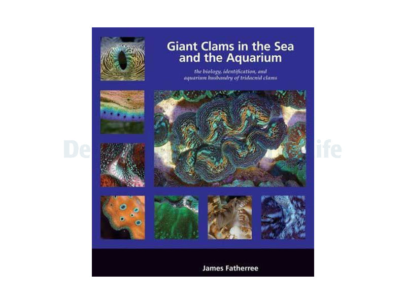 Giant Clams in the Sea and the Aquarium