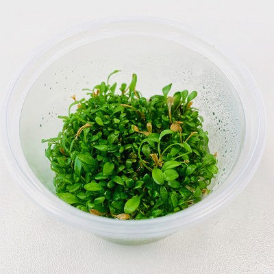 Glossostigma elantinoides in beker100 cc