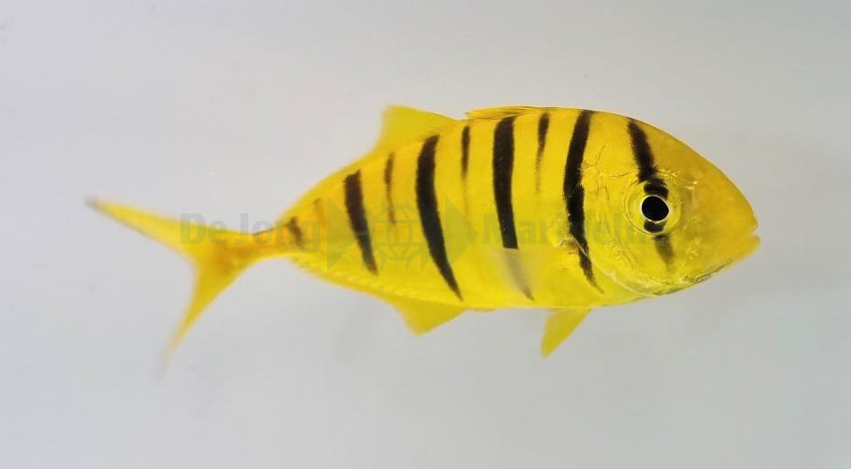 Gnathanodon speciosus - T.B.