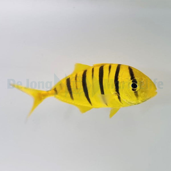 Gnathanodon speciosus