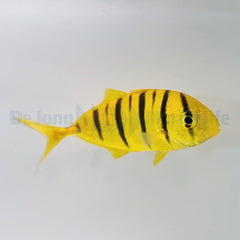 Gnathanodon speciosus
