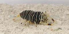 Gnathophyllum americanum