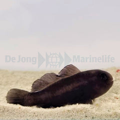 Gobiodon acicularis
