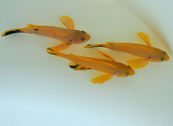 Gobiodon citrinus