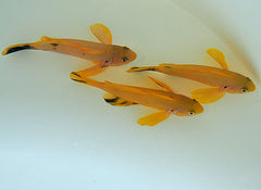 Gobiodon citrinus