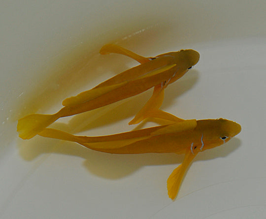 Gobiodon citrinus