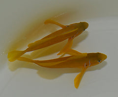 Gobiodon citrinus
